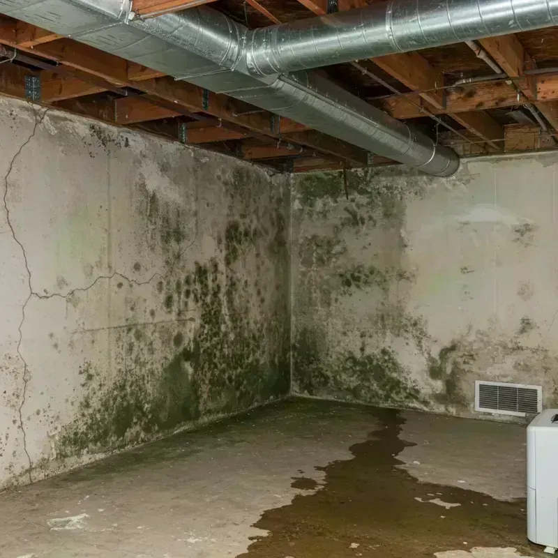 Professional Mold Removal in Galva, IL